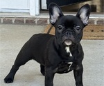 Small #1 French Bulldog