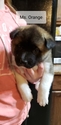 Small Photo #2 Akita Puppy For Sale in HUTCHINSON, MN, USA