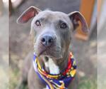 Small #1 American Staffordshire Terrier Mix