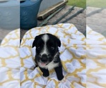 Puppy Buttons Miniature Australian Shepherd