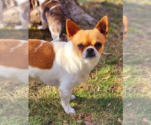 Father of the Chihuahua puppies born on 05/05/2025