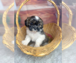 Mal-Shi Puppy for sale in KINSTON, NC, USA