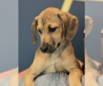 Small #2 Labrador Retriever Mix