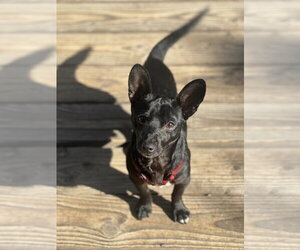 Chihuahua-Unknown Mix Dogs for adoption in Dana Point, CA, USA