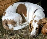 Small #1 Basset Hound