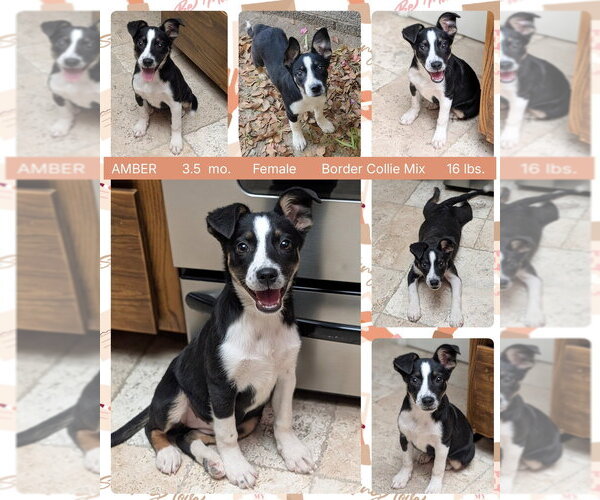 Medium Photo #2 Border Collie-Unknown Mix Puppy For Sale in Mesa, AZ, USA