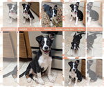 Small #1 Border Collie Mix
