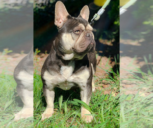 Mother of the French Bulldog puppies born on 10/20/2021