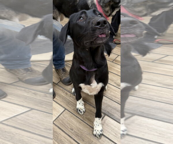 Medium Photo #3 Anatolian Shepherd-German Shepherd Dog Mix Puppy For Sale in Cupertino, CA, USA