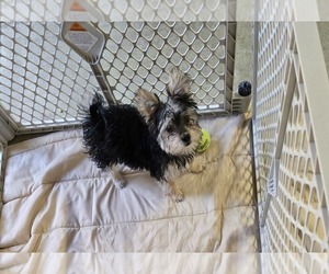 Morkie Puppy for sale in CORNERSVILLE, TN, USA