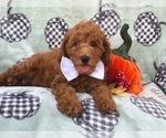 Small Photo #4 Cavapoo-Poodle (Miniature) Mix Puppy For Sale in LAKELAND, FL, USA