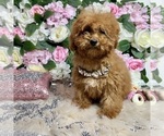 Small Photo #47 Poodle (Toy) Puppy For Sale in HAYWARD, CA, USA