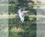Small Photo #1 Chiranian Puppy For Sale in FITCHBURG, MA, USA