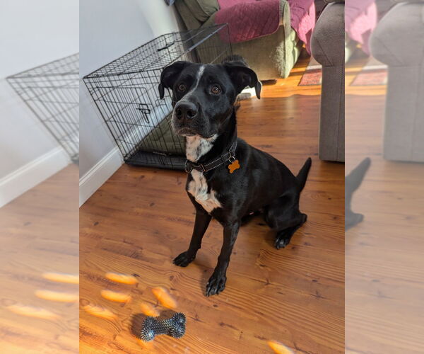 Medium Photo #1 Great Dane-Labrador Retriever Mix Puppy For Sale in Minneapolis, MN, USA