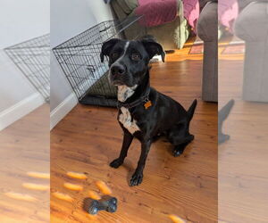 Great Dane-Labrador Retriever Mix Dogs for adoption in Minneapolis, MN, USA