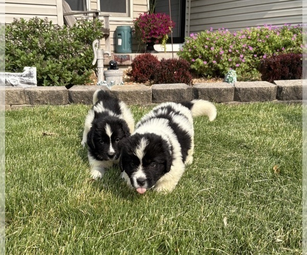 Medium Photo #2 Newfoundland Puppy For Sale in WAUSEON, OH, USA