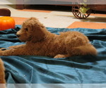 Puppy Puppy 4 ACE Goldendoodle