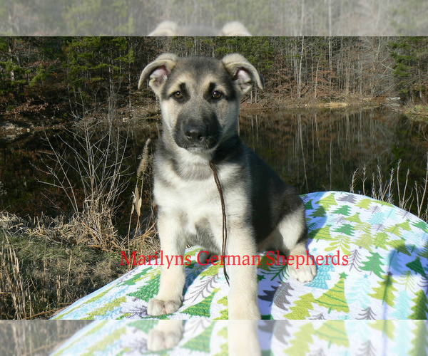 Medium Photo #6 German Shepherd Dog Puppy For Sale in PIEDMONT, MO, USA