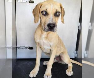 Mutt Dogs for adoption in San Antonio, TX, USA