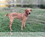 Small Photo #2 Redbone Coonhound-Rhodesian Ridgeback Mix Puppy For Sale in Ball Ground, GA, USA