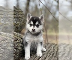 Small Photo #19 Pomsky Puppy For Sale in STAPLES, MN, USA