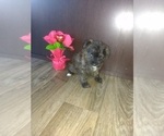 Small Photo #16 Poodle (Toy) Puppy For Sale in LAPEER, MI, USA
