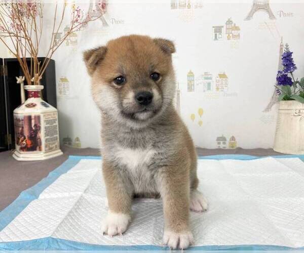 Medium Photo #2 Shiba Inu Puppy For Sale in SEATTLE, WA, USA