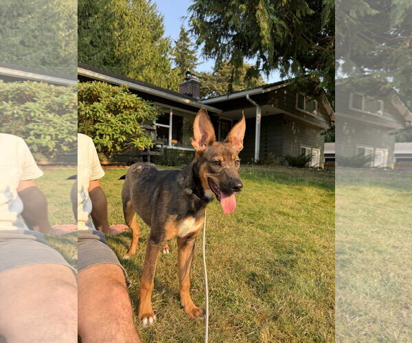 Medium Photo #4 Mutt Puppy For Sale in Bellevue, WA, USA