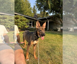 Evie - Female Mutt Dog for Adoption - Photo #4
