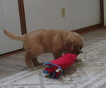 Small #10 Golden Retriever