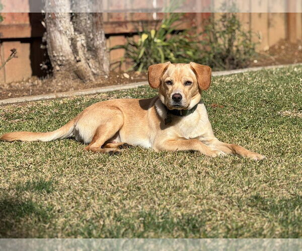 Medium Photo #7 Labrador Retriever-Unknown Mix Puppy For Sale in San Diego, CA, USA