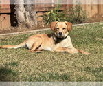 Small #6 Labrador Retriever Mix