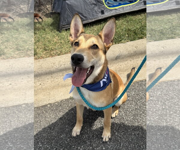Medium Photo #43 German Shepherd Dog-Unknown Mix Puppy For Sale in Holly Springs, NC, USA