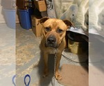 Small Black Mouth Cur Mix