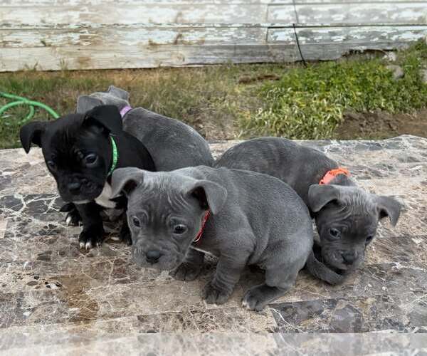 Medium Photo #2 French Bulldog-Unknown Mix Puppy For Sale in Turlock, CA, USA