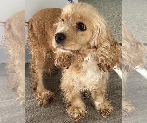 Medium Photo #3 Cocker Spaniel Puppy For Sale in Westminster, MD, USA