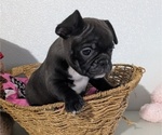 Small Photo #5 Faux Frenchbo Bulldog Puppy For Sale in GOSHEN, IN, USA