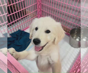 Goldendoodle Puppy for sale in GALT, CA, USA
