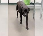 Small American Pit Bull Terrier Mix