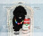 Small Photo #9 Poodle (Toy) Puppy For Sale in SANGER, TX, USA