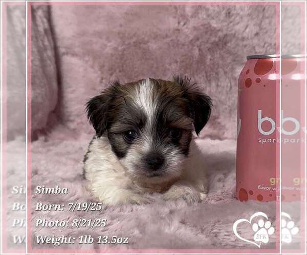 Medium Photo #1 Mal-Shi Puppy For Sale in TEMPE, AZ, USA