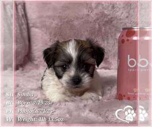 Mal-Shi Puppy for sale in TEMPE, AZ, USA
