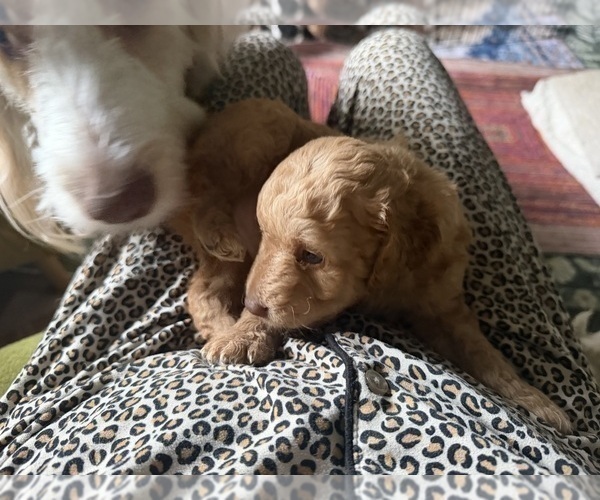 Medium Photo #37 Aussiedoodle Puppy For Sale in ASHEVILLE, NC, USA