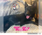 Small #2 Australian Shepherd-Schipperke Mix