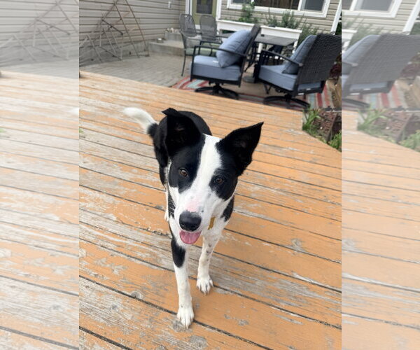 Medium Photo #2 Border Collie Puppy For Sale in Sandy, UT, USA