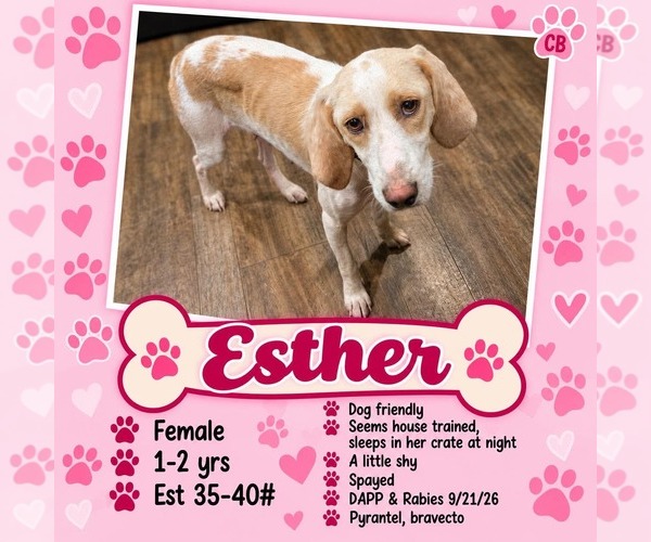 Medium Photo #1 English Coonhound-Unknown Mix Puppy For Sale in Plainfield, IL, USA