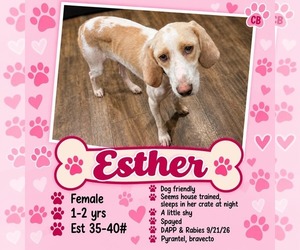 English Coonhound-Unknown Mix Dogs for adoption in Plainfield, IL, USA