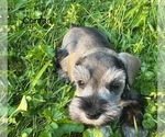 Small Photo #11 Schnauzer (Miniature) Puppy For Sale in DELAFIELD, WI, USA