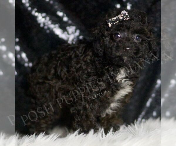 Medium Photo #3 Poodle (Toy) Puppy For Sale in WARSAW, IN, USA