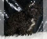 Small #2 Poodle (Toy)